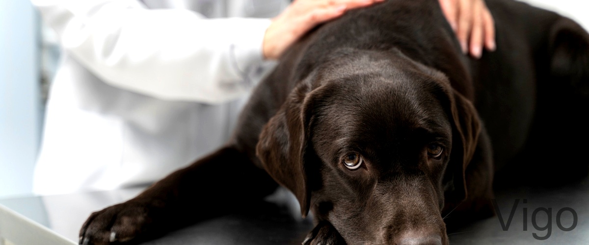 Los 20 mejores veterinarios de Vigo