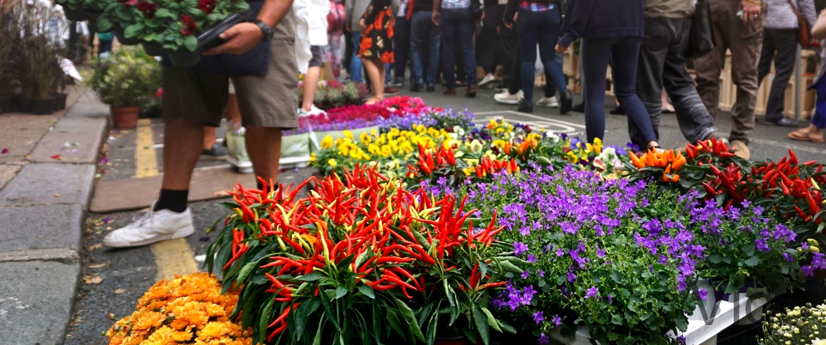 Las 20 mejores floristerías de Vigo