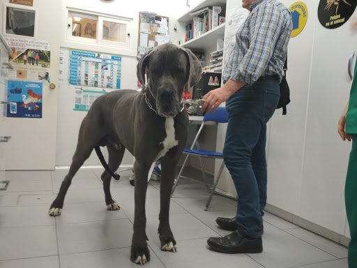 Clinica Veterinaria Ars Canis