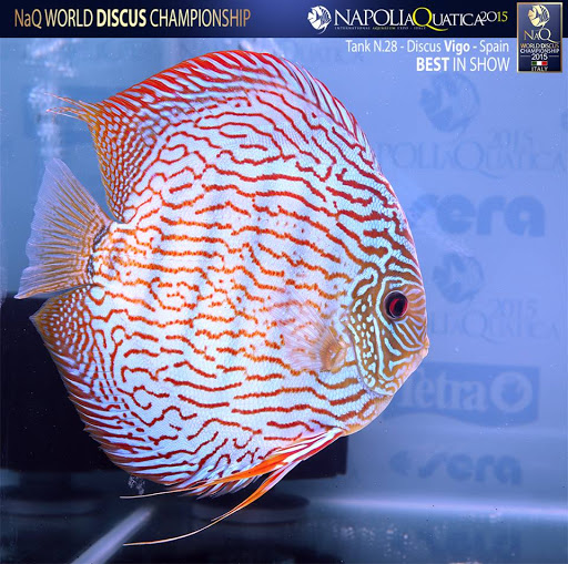 Discus Vigo