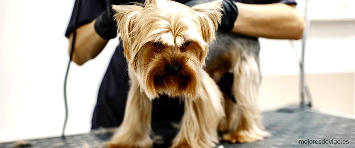 Las 13 mejores peluquerías caninas de Vigo